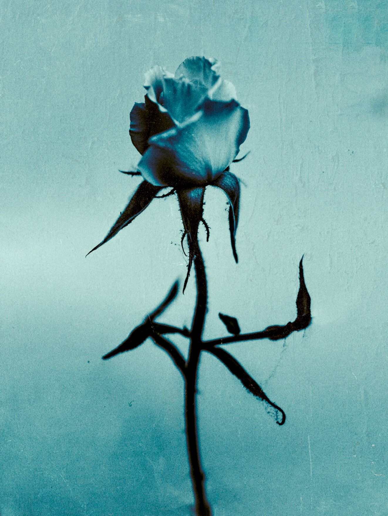 阿尔贝斯（Teis Albers）蓝色背景上的玫瑰画