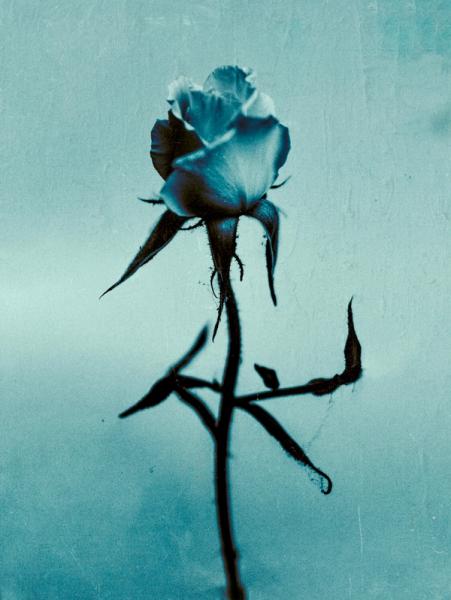 Teis Albers  Malerei Rose auf blauen Hintergrund