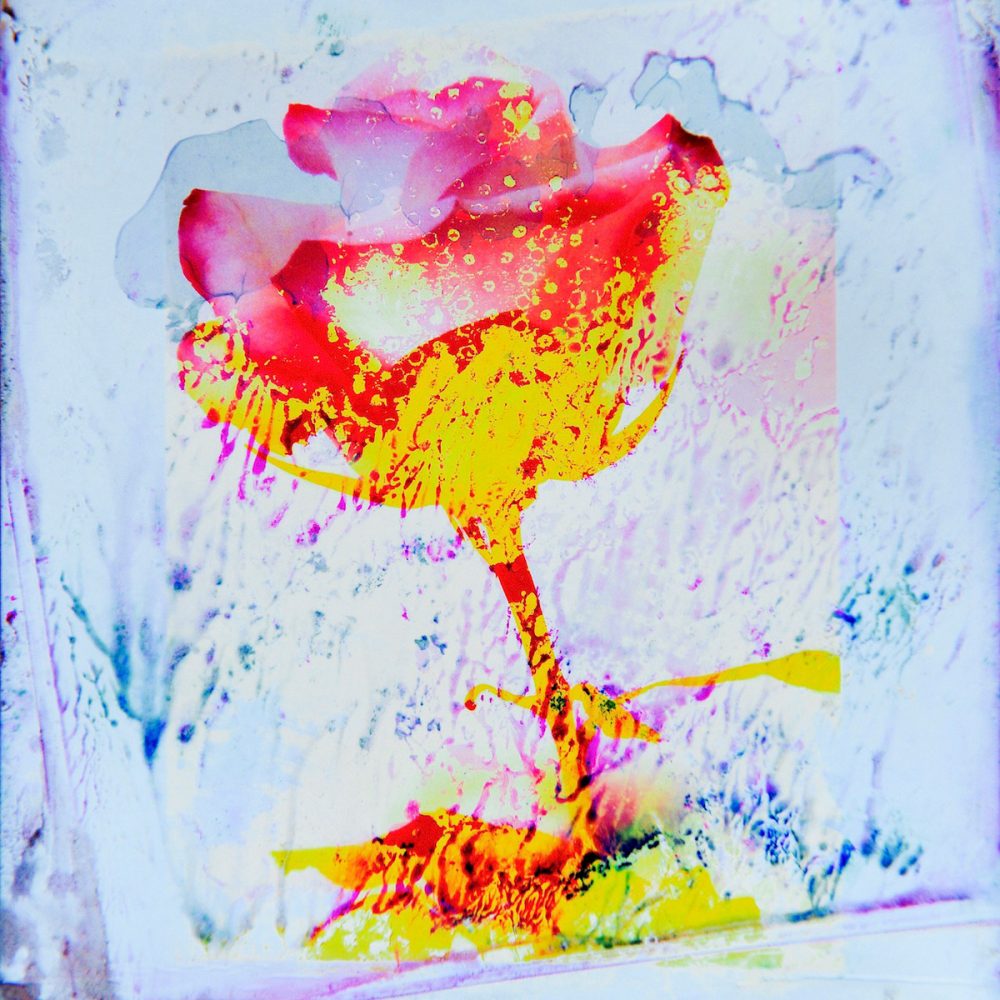 Manfred Vogelsänger abstrakte analog Fotografie  rosa rote Lava Lampe rose mit gelben Farbflecken und  blauen Flecken