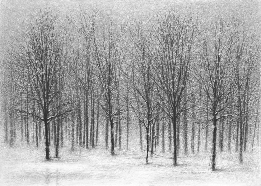 Danja Akulin Pencil Charcoal Drawing Trees without Leaves in Winter Snow