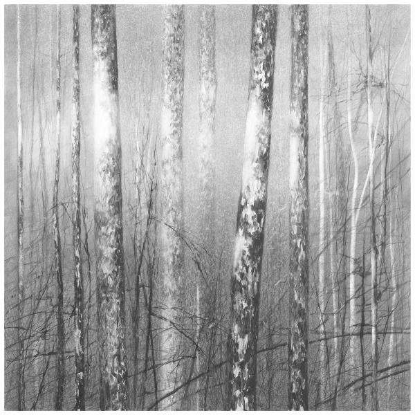 Danja Akulin Bleistift Kohle Zeichnung Birkenwald mit  Lichtstrahl