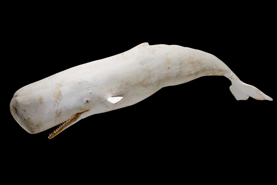 Stefano Prina Scultura Balena bianca Moby Dick