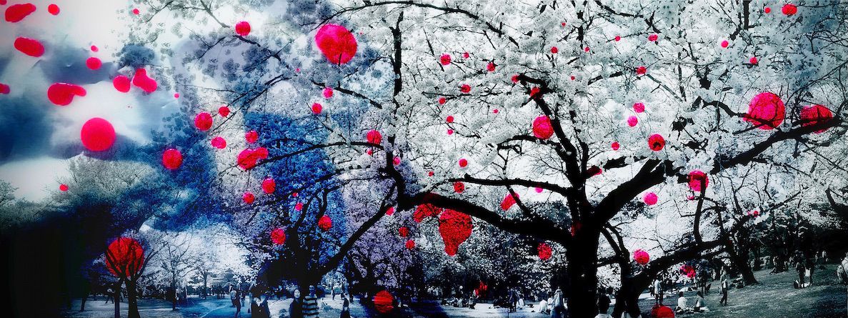 Delia Dickmann fotografía panorámica abstracta cerezos blancos en flor con puntos rojos