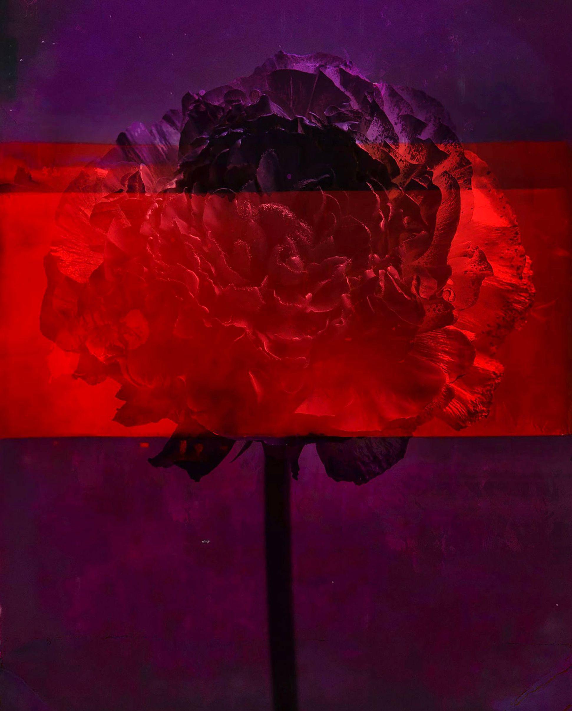 Teis Albers dipinto astratto singolo fiore scuro dipinto sopra con strisce rosse