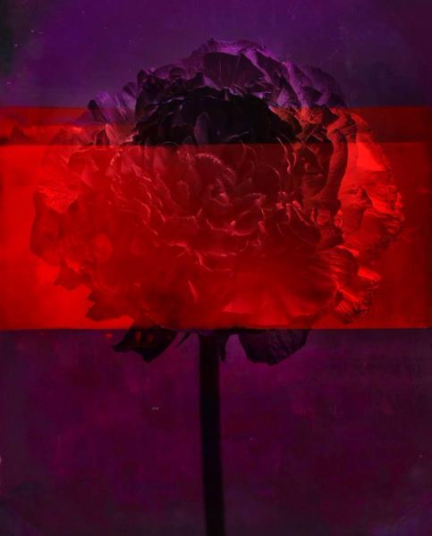 Teis Albers abstrakte Malerei einzelne dunkle Blume übermalt mit roten Streifen