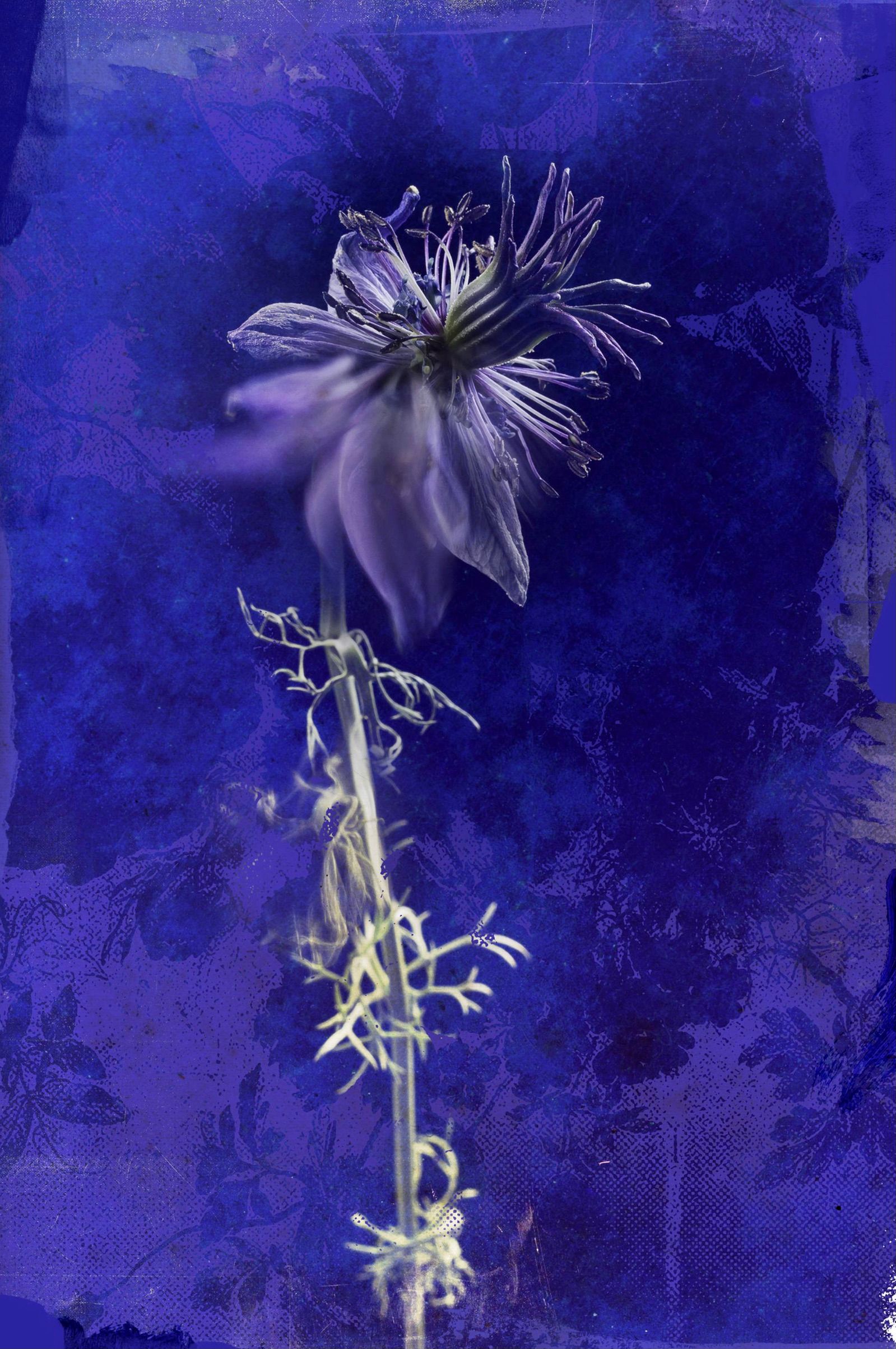 阿尔贝斯（Teis Albers）画的蓝色背景矢车菊花
