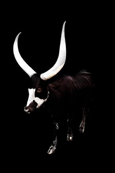 Jörg Conrad Photography of a black ankole with white horns on a black background
