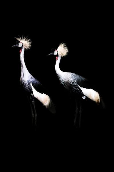 Jörg Conrad Photography Two Crowned Cranes on a Black Background