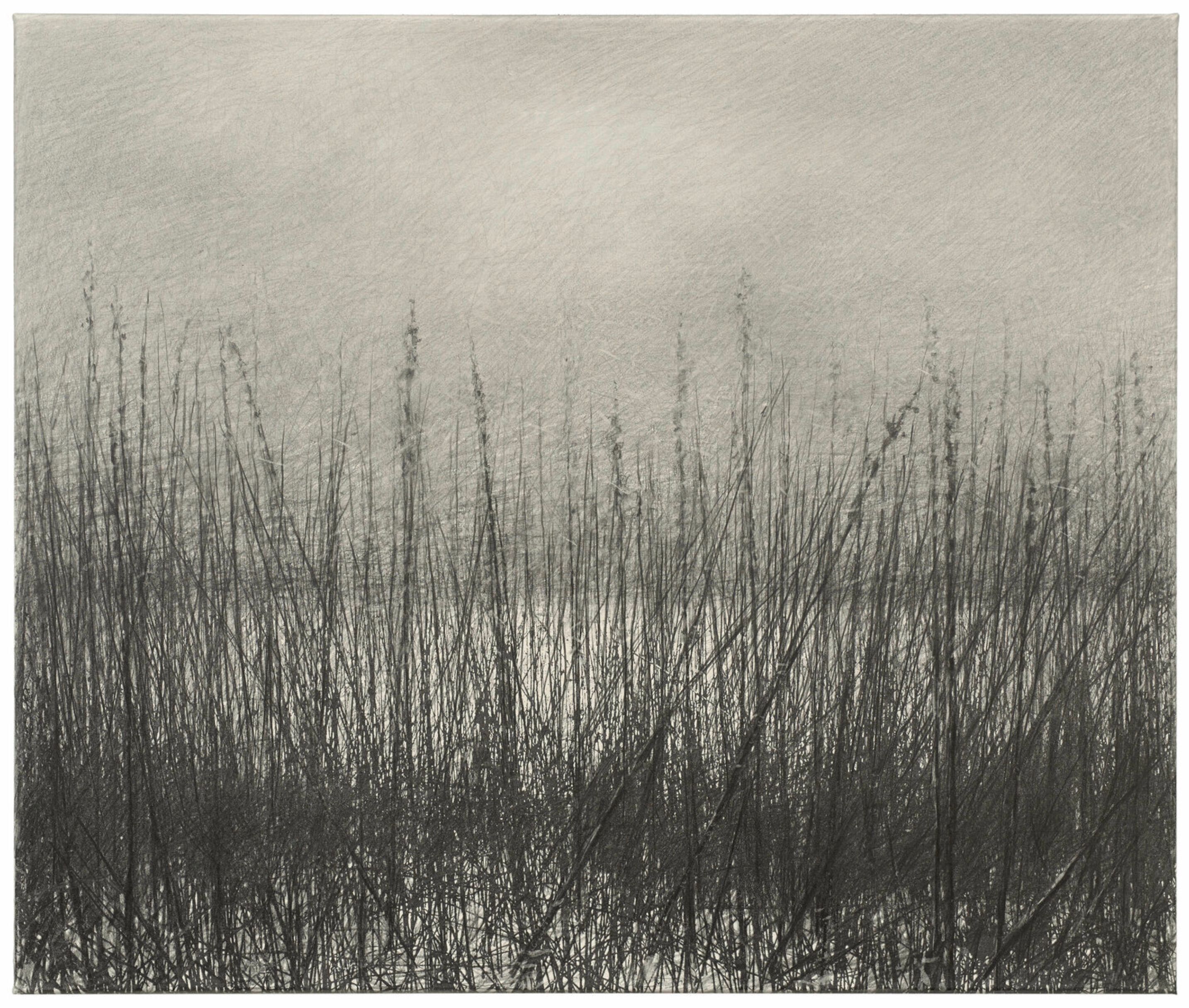 Danja Akulin Bleistift Kohle Zeichnung Gras am Wasser und bewölkter Himmel