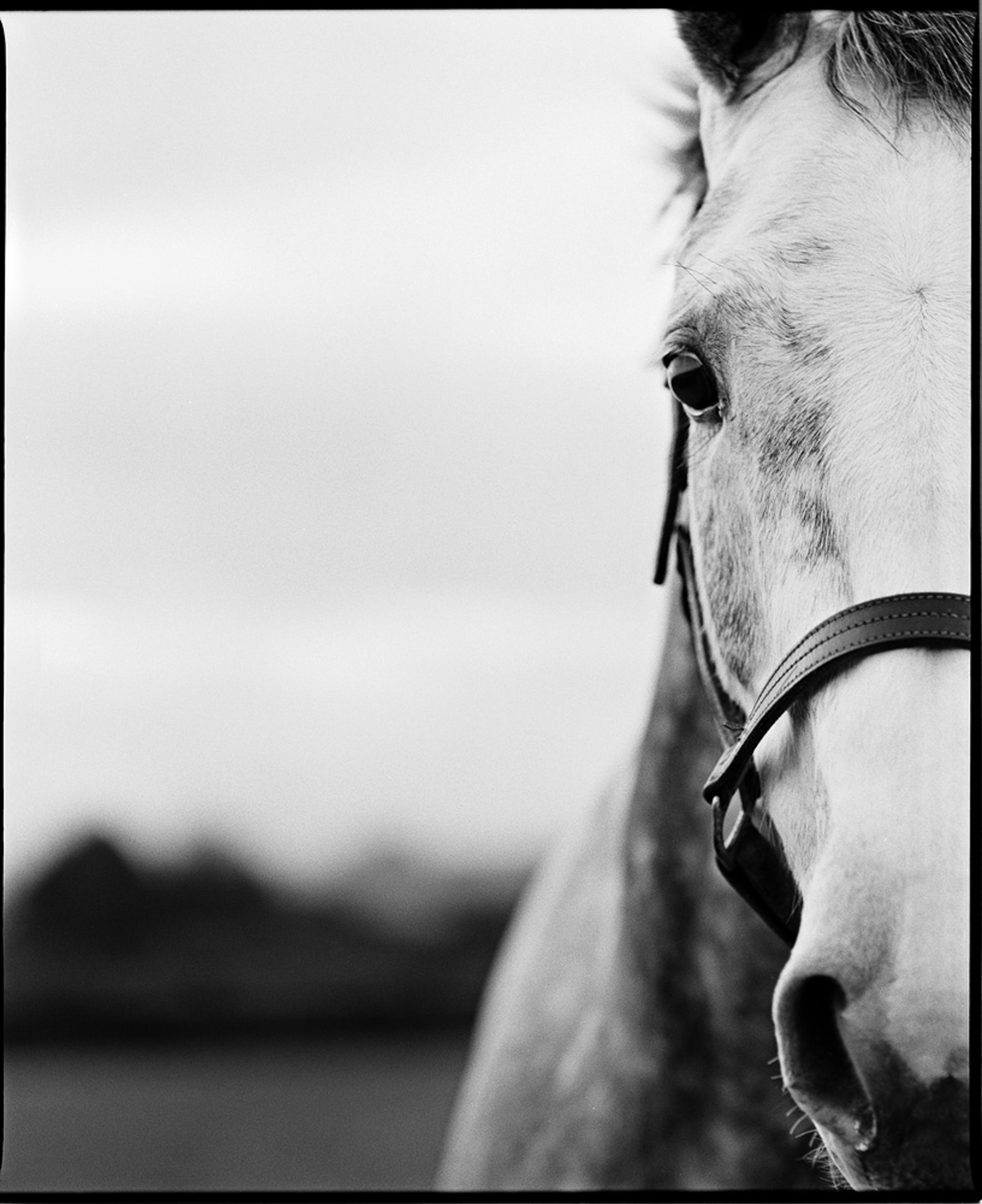 Vladimir Longauer - Out stealing horses, 2007, Book cover 'Ut og stjæle hester' by Per Petterson. Fujifilm Neopan 400, 120 bw negative film, A2 giclee print, edition of 7, 42x60cm