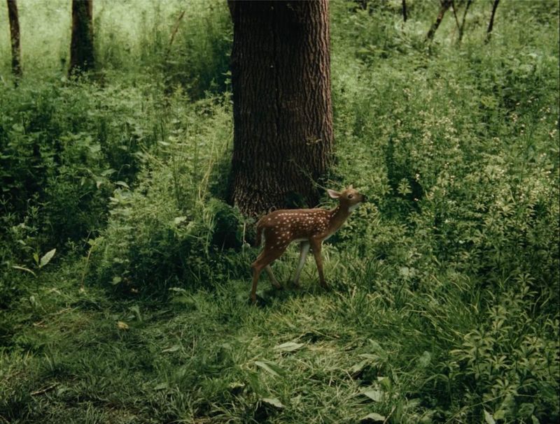 The Fawn
