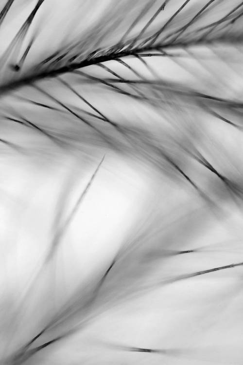 Pillow Feathers and Dust | Tessa Browne 