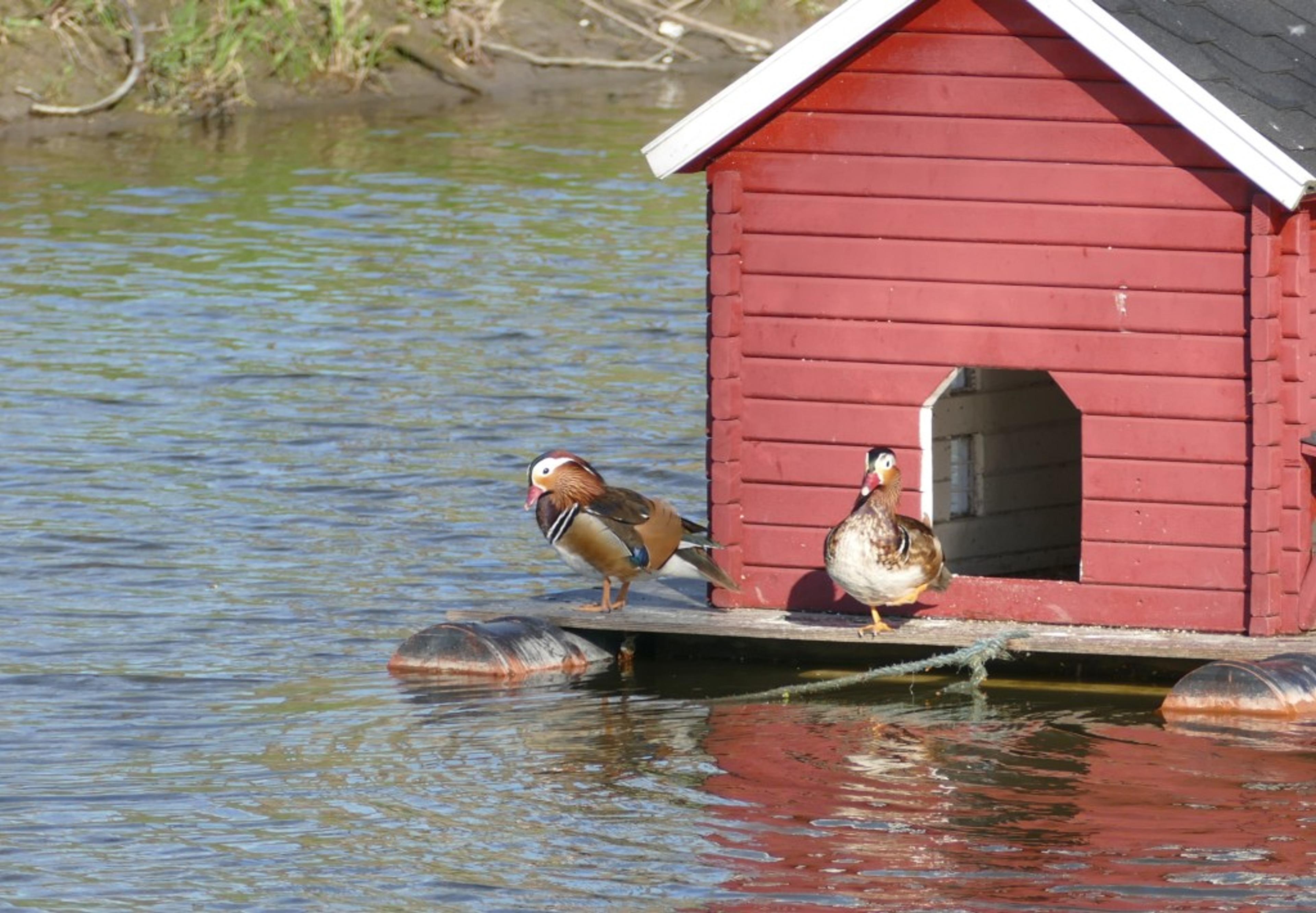 090516_MANDARINENDER_2