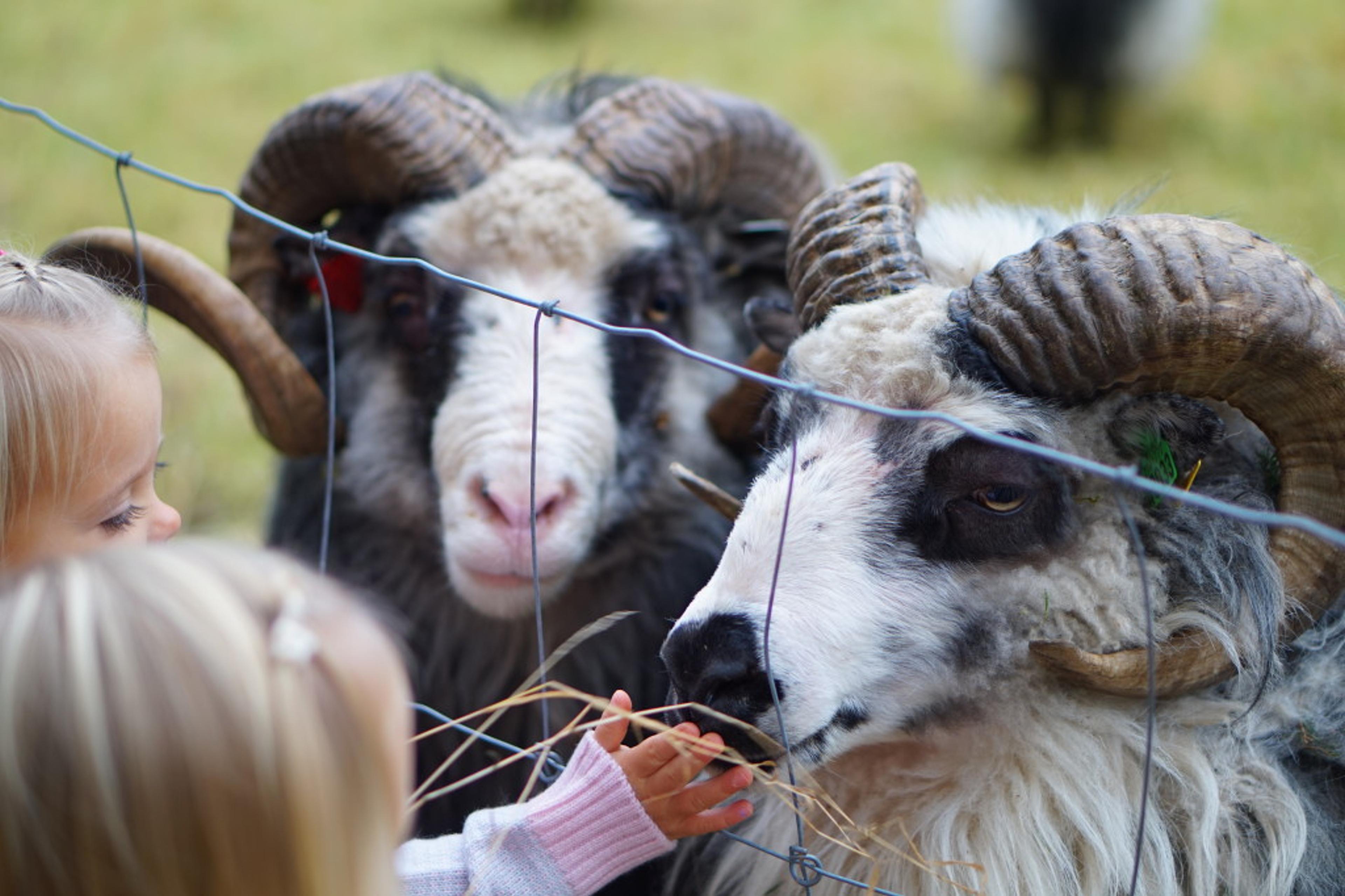 Sauene på Haugan Gård har mye nærkontakt med mennesker