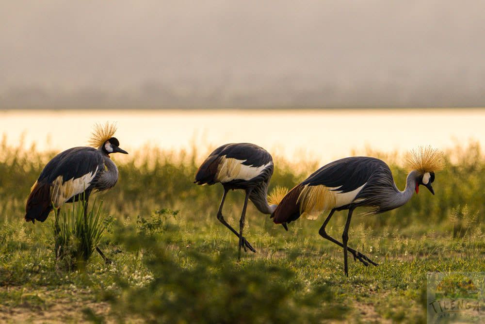 Grey crowned cranes, Uganda's national bird