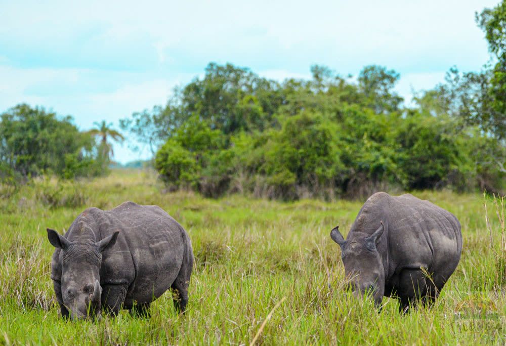 White rhinos grazing in the grassland