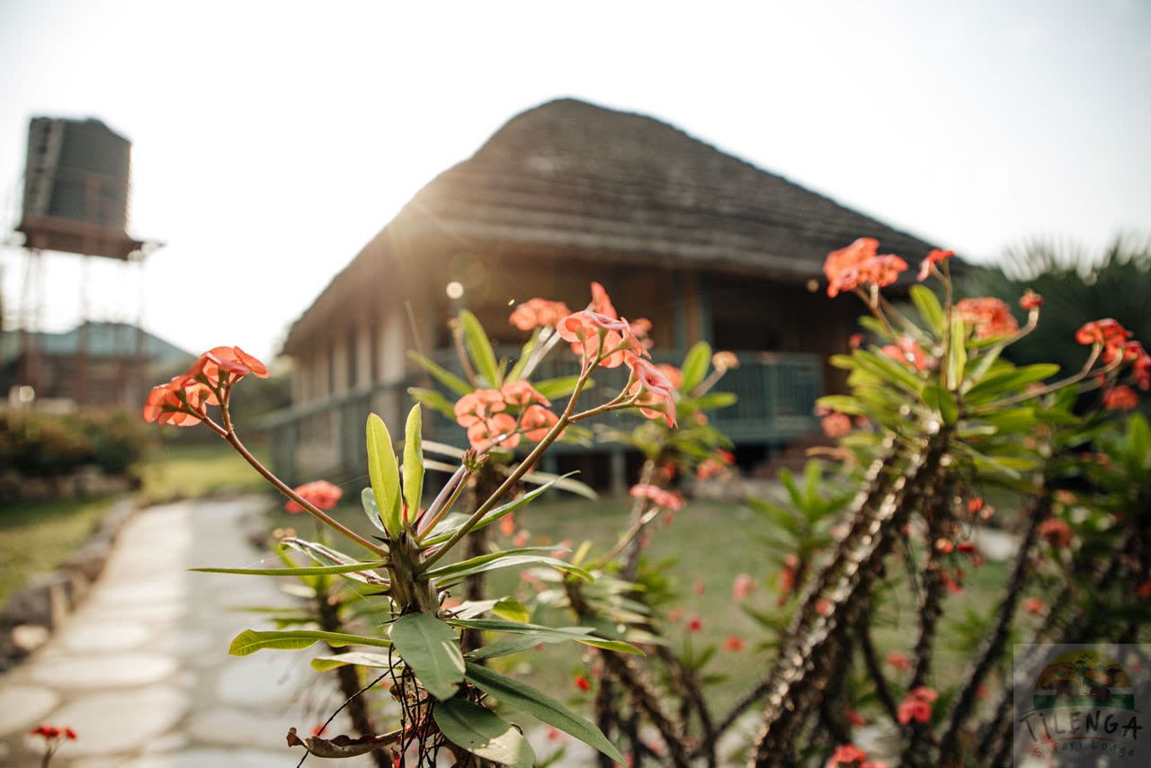 Frangipani in bloom in front of a thatched guest cottage