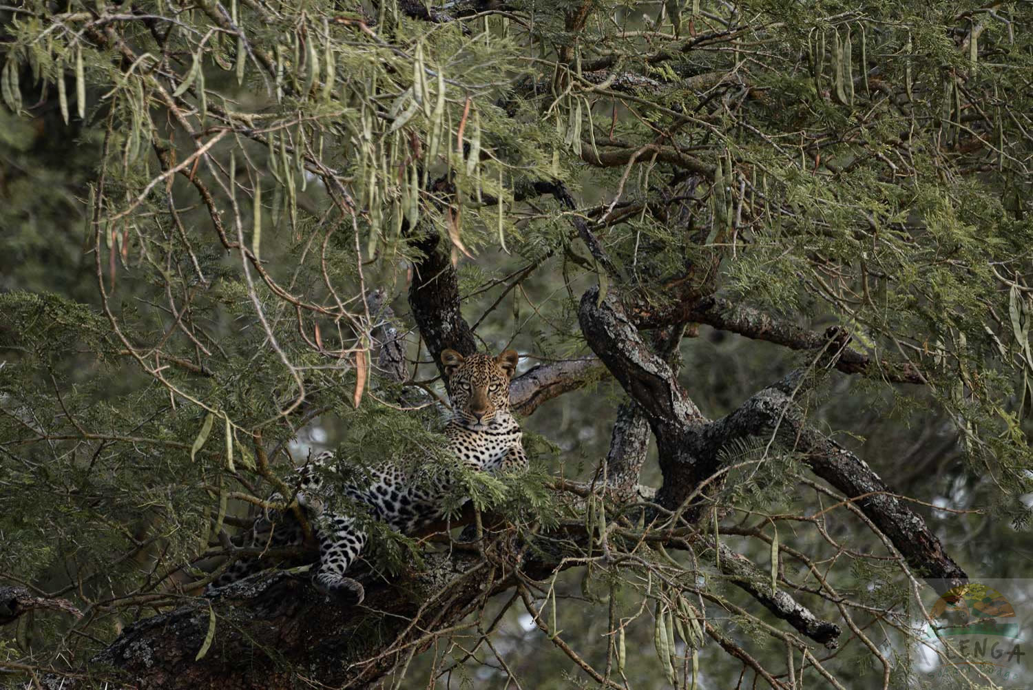 A leopard resting in the branches of a tree