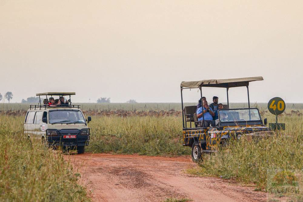Safari vehicles on a park track