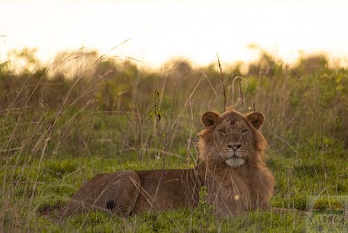The sun setting over Murchison Falls National Park