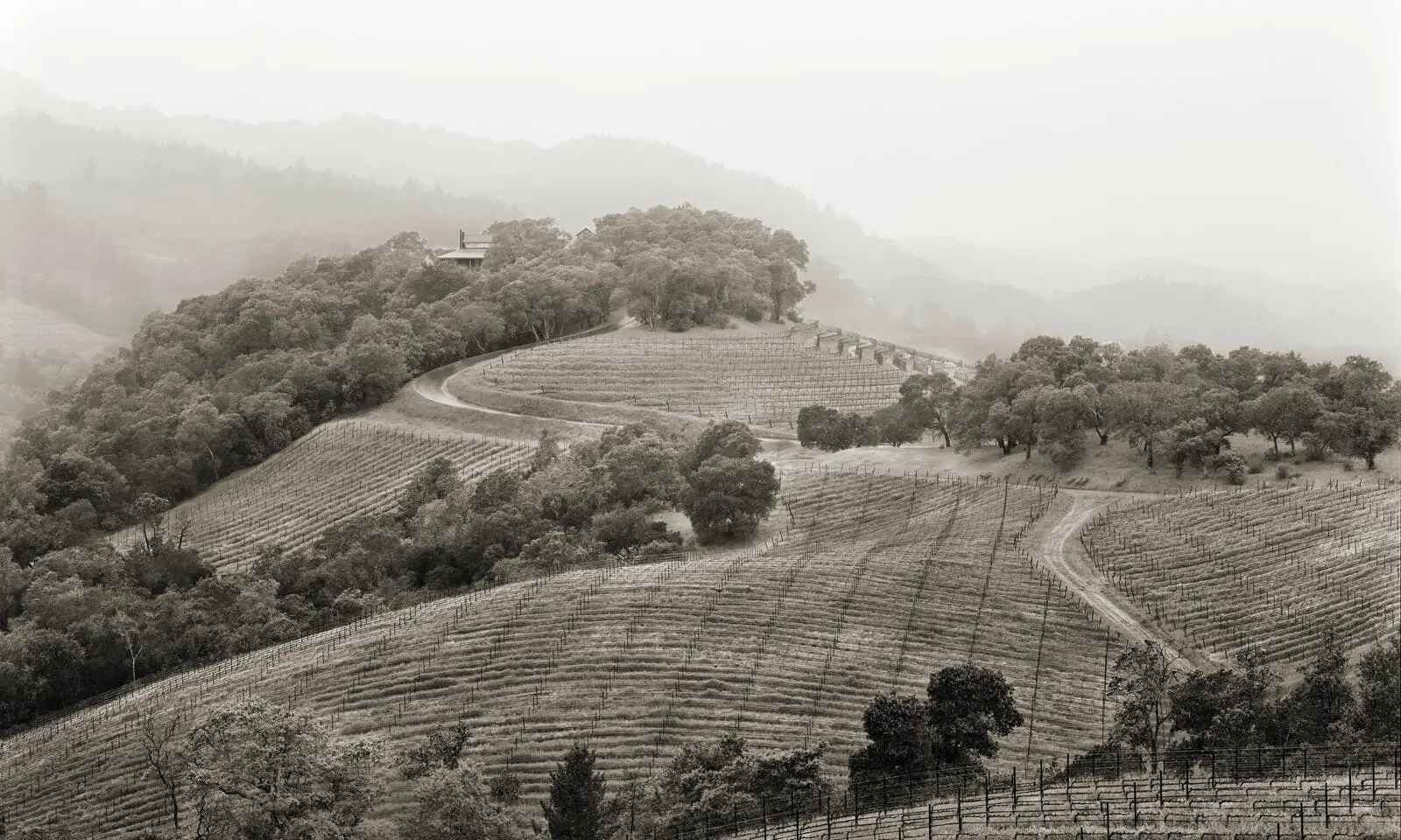 A Californian Dream: Exploring Napa Valley's Finest Wines