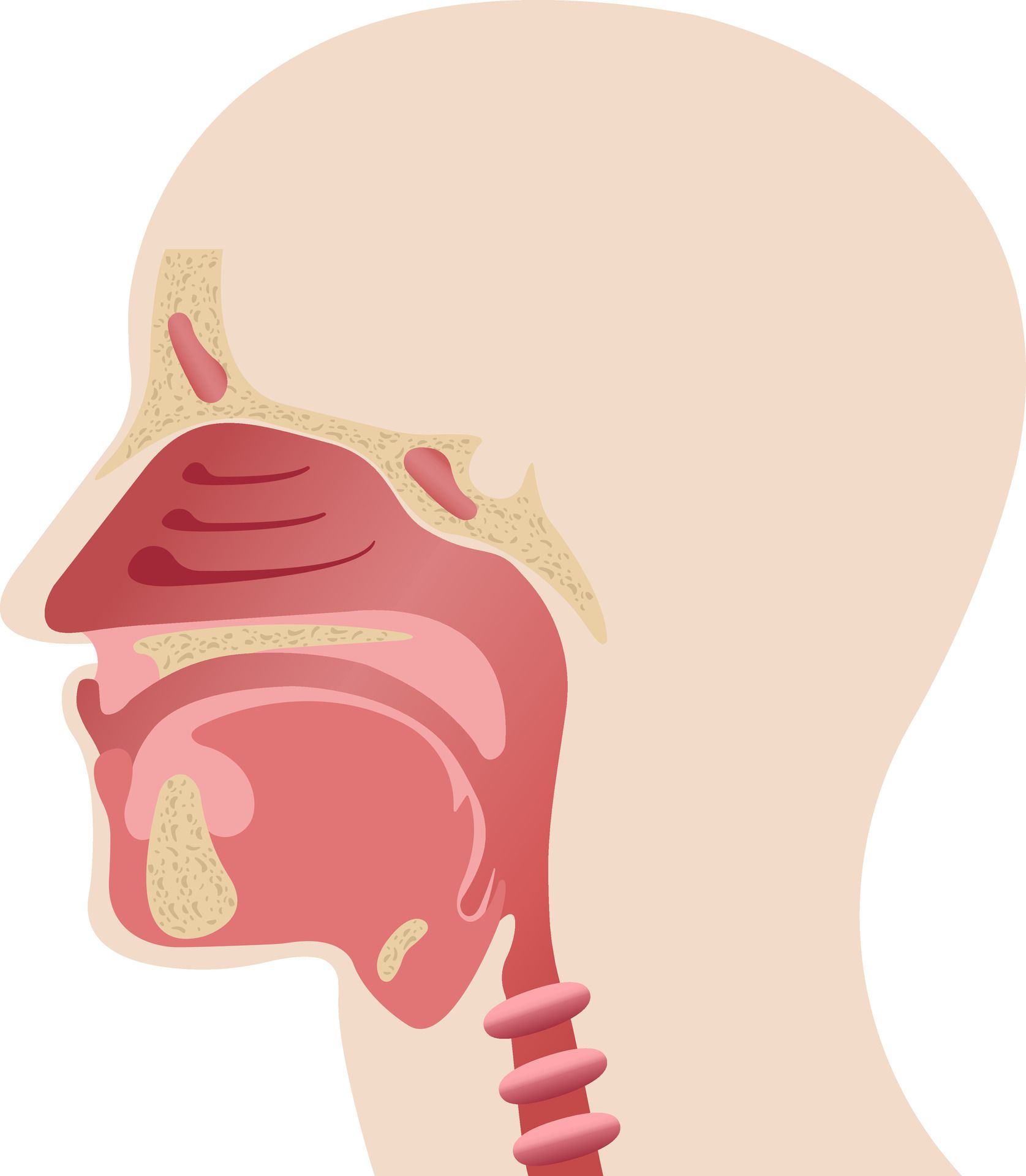 Emunctories and Vocal Health: A Naturopathic View for Singers, Rappers, and Recording Artists