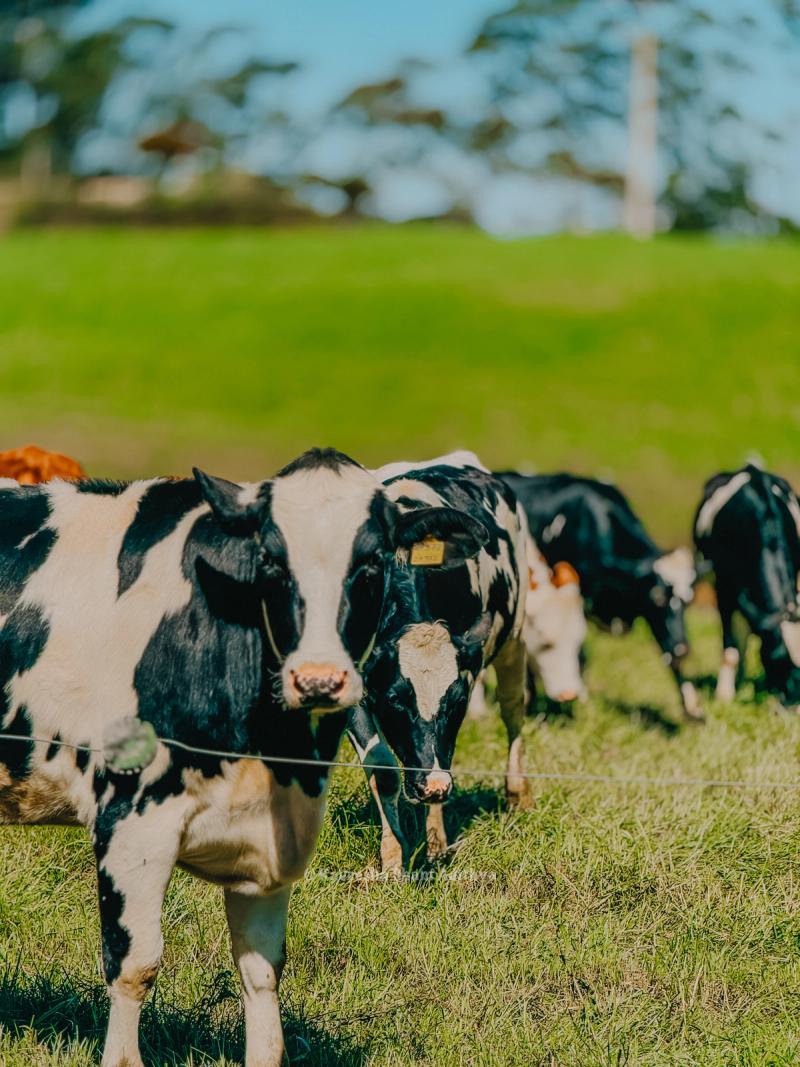 Ambewela New Zealand Farm – Nuwara Eliya