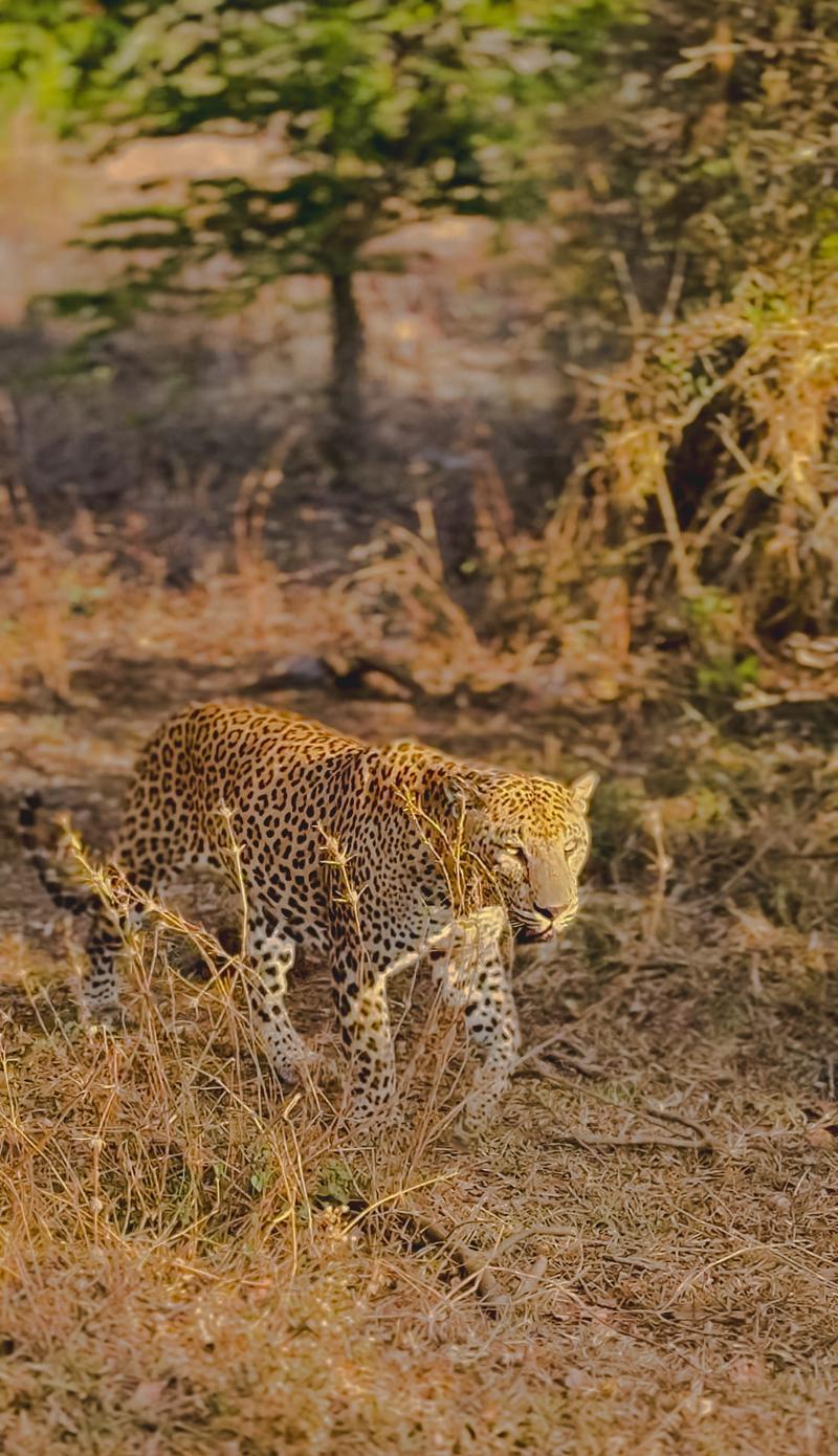 Yala National Park – Wildlife Safari