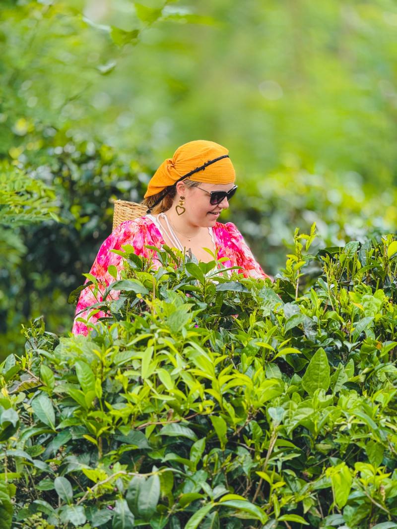 Tea Plucking Experience – Nuwara Eliya