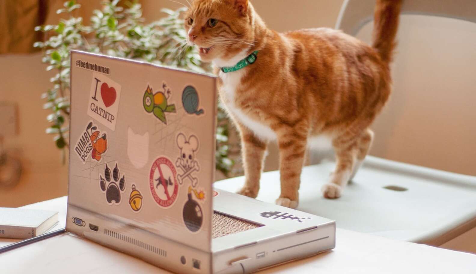 International Women’s Day: Bias in Tech Work and What You Can Do.