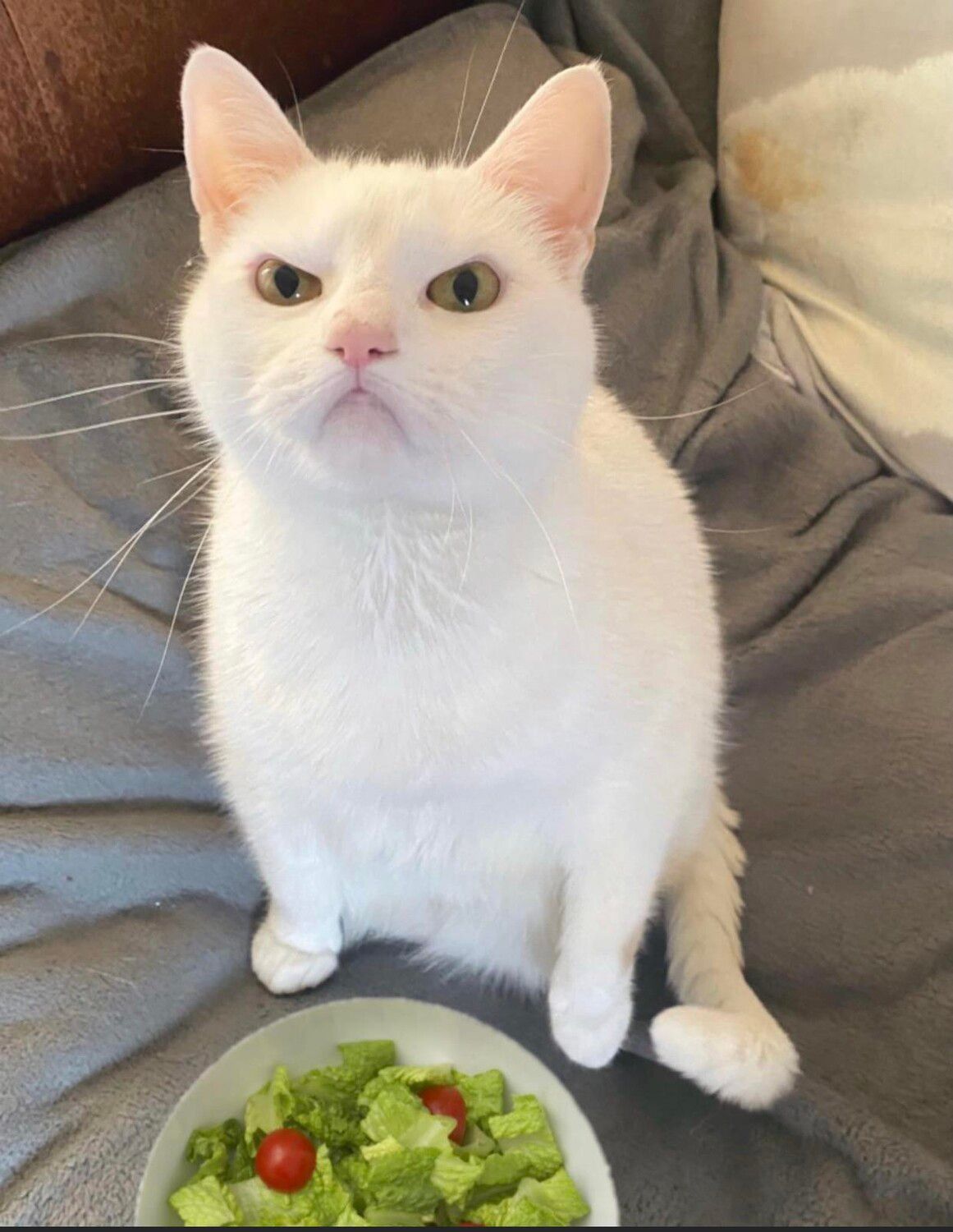 This salad is $&*%£ - where is the *^%* ham?