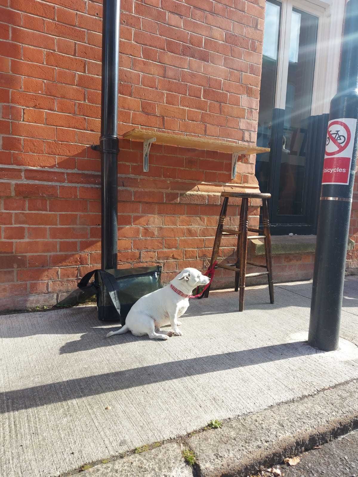 My dog at the pub
