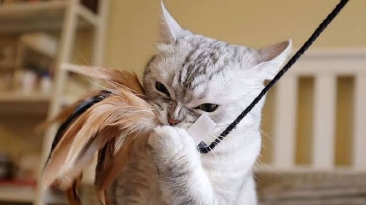 10 years experience catching feathers with a 35% success rate in biting my owner also