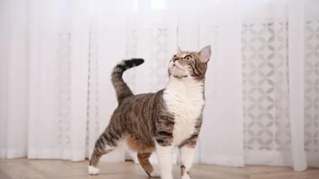 The confident candidate problem