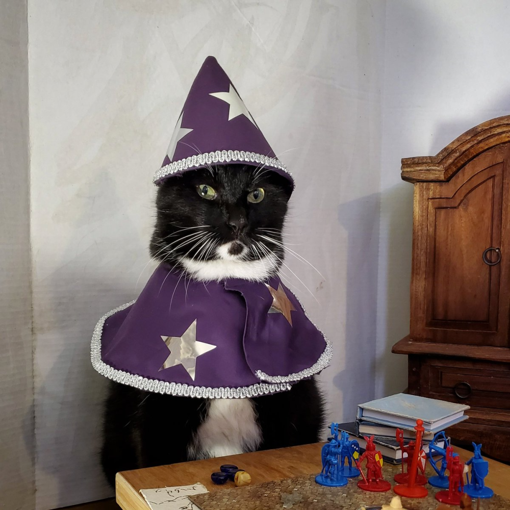 This cat can know your job history without being told but I can't