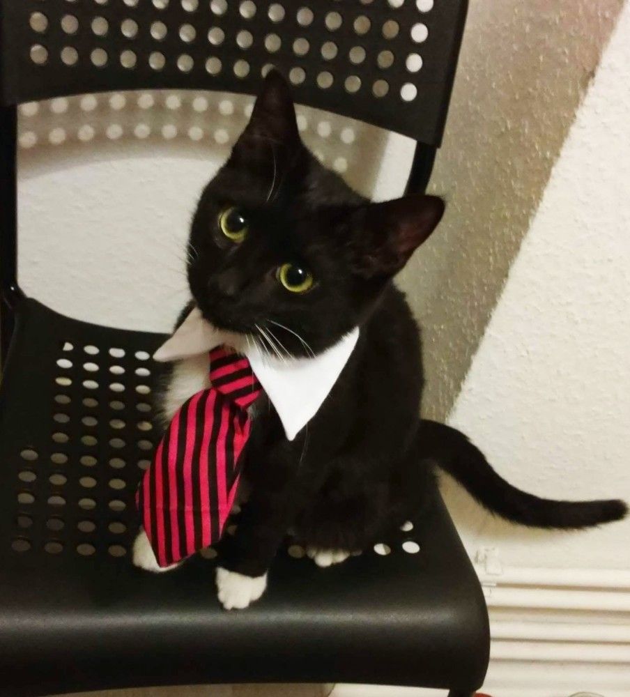 Looking adorable in a tie only gets you more salary if you're a cat