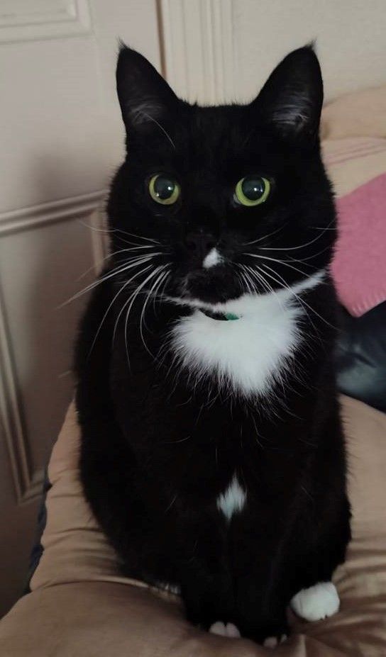 a very cute tuxedo cat called Swanson