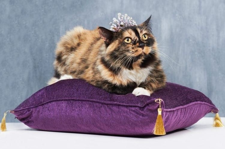 the fanciest cat might not be the best mouser