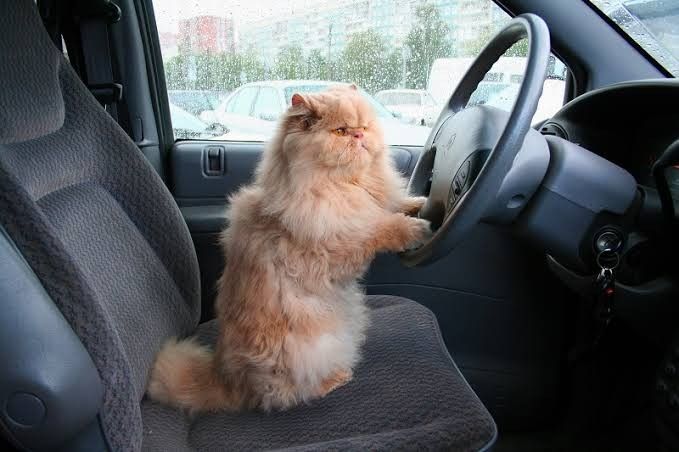 This Cork-Belfast commute is starting to feel unsustainable