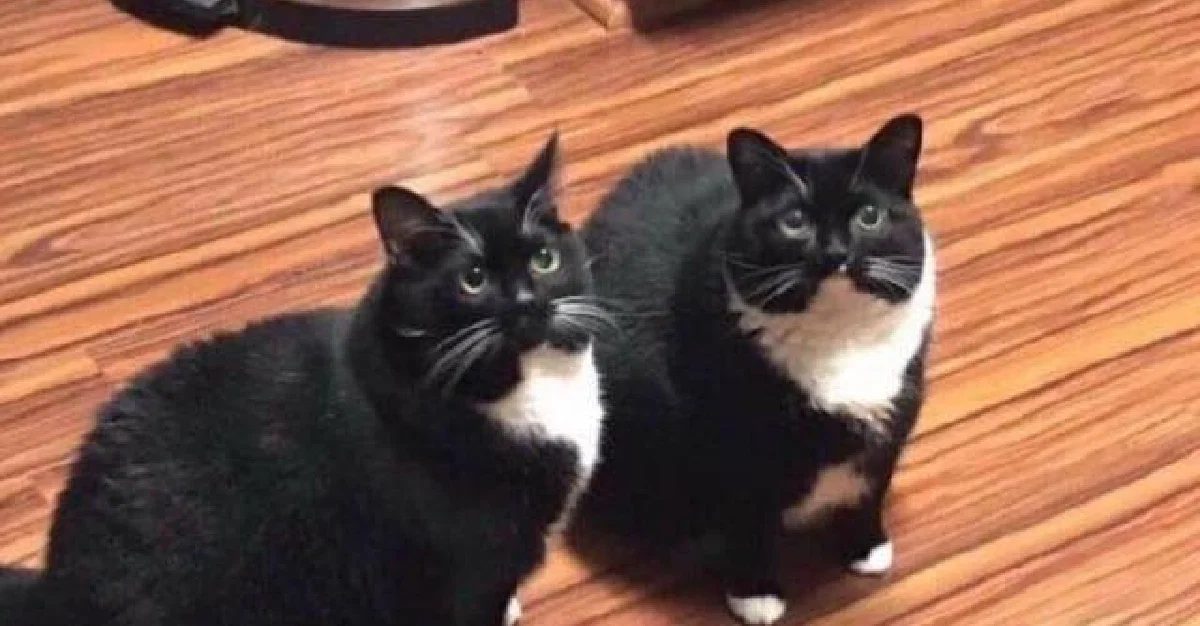 Why should the cat on the left get 20% more treatos than the one on the right?