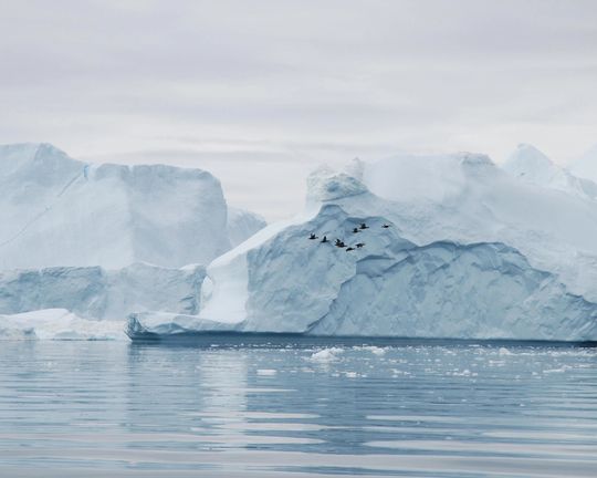 arctic arctic