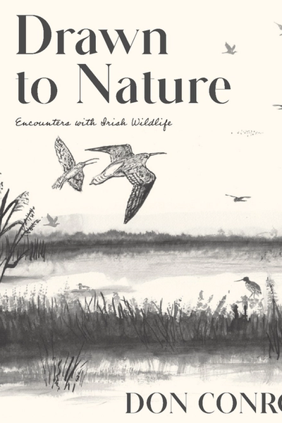 Drawn to Nature : Encounters with Irish Wildlife