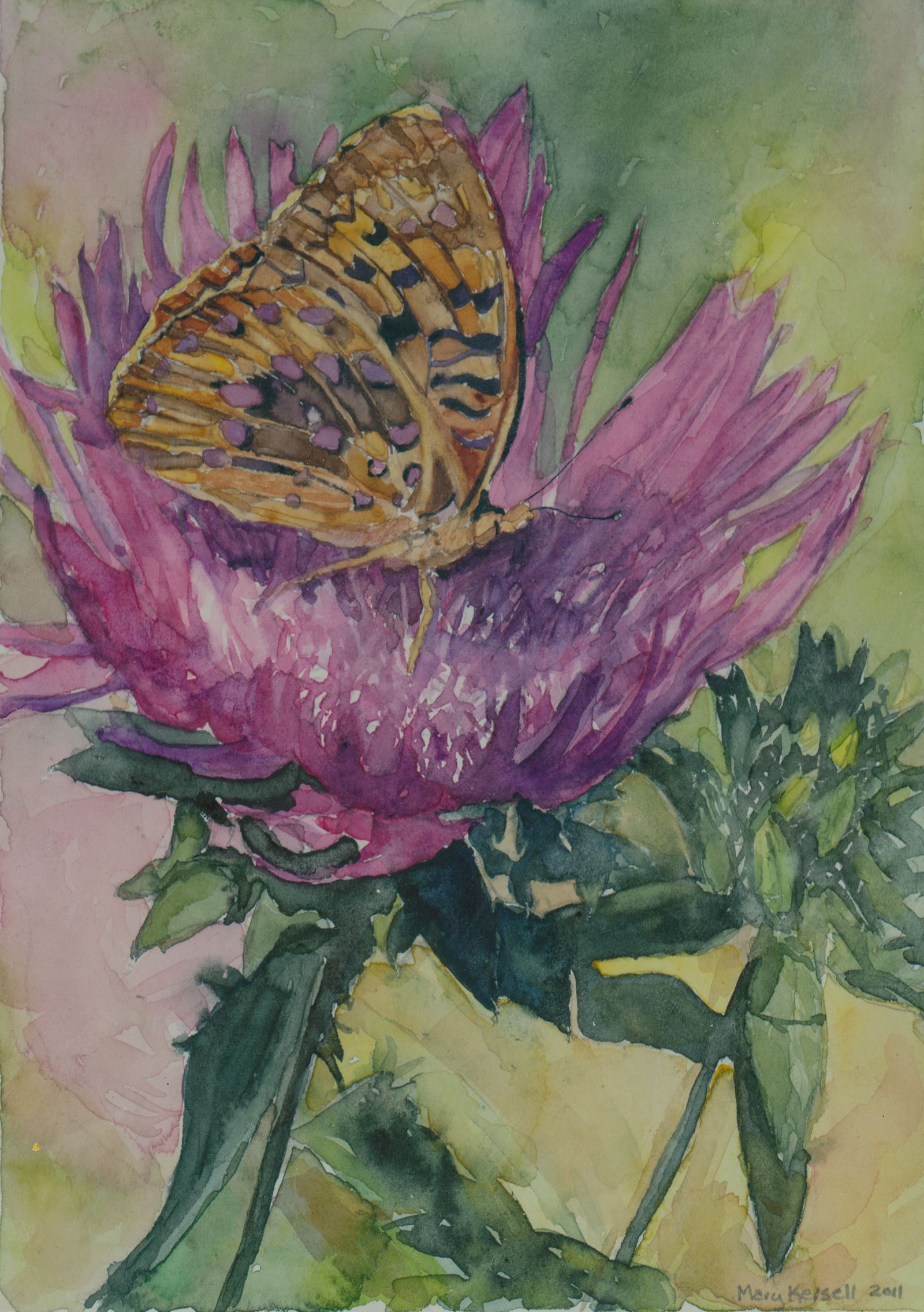 A closeup watercolor painting of a Fritillary butterfly taking nectar from a mauve Stokesia flower.