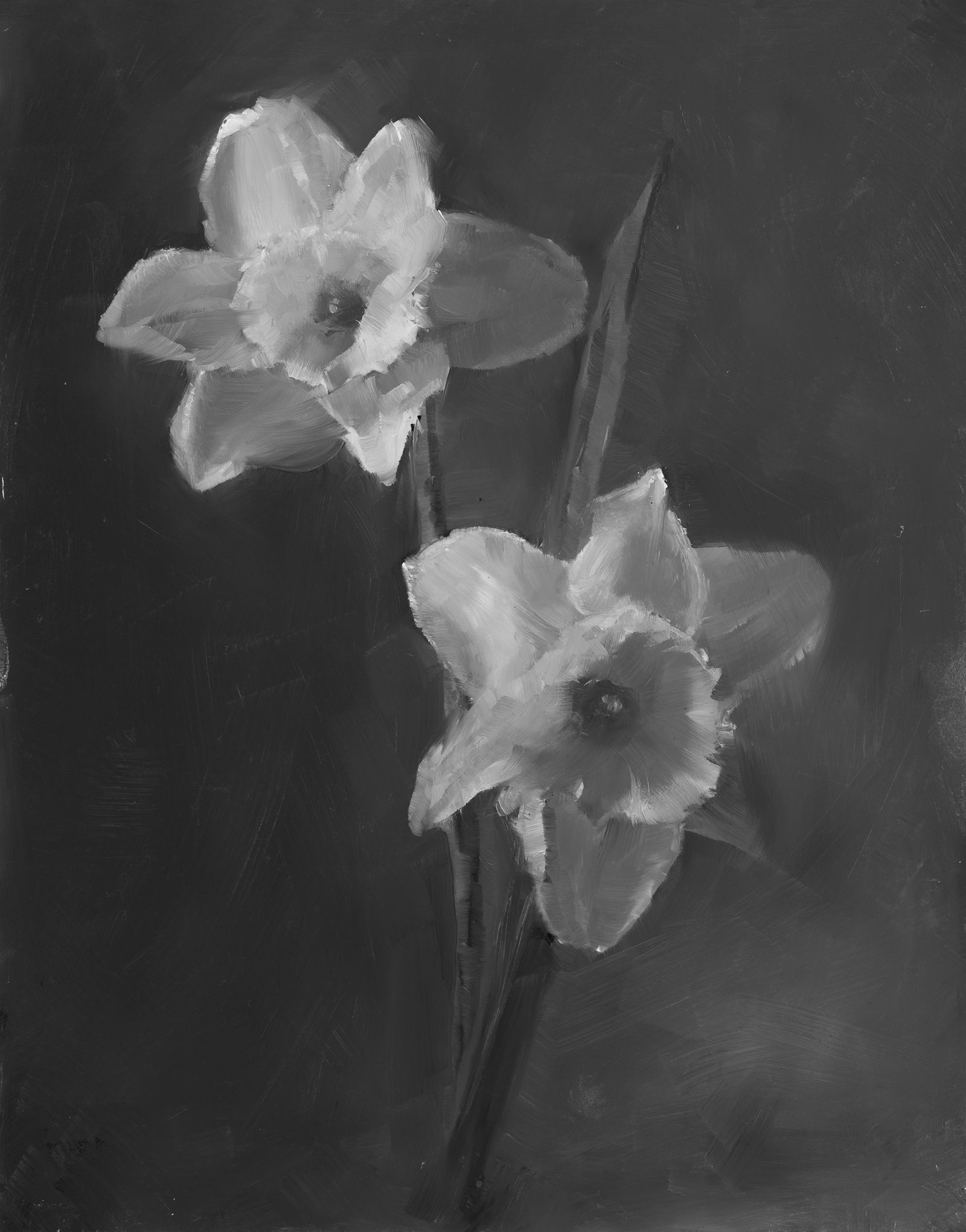 A monochromatic oil painting of two daffodils