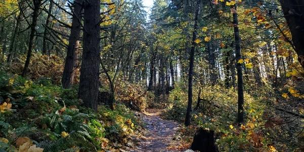 Autumn Trails Eugene