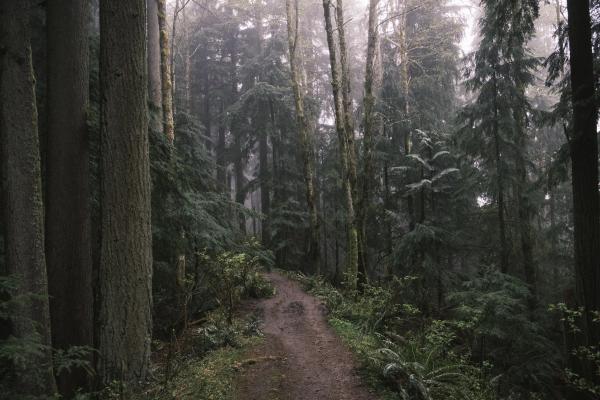 Squak Mountain