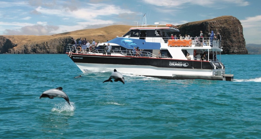 Black Cat Cruise Akaroa