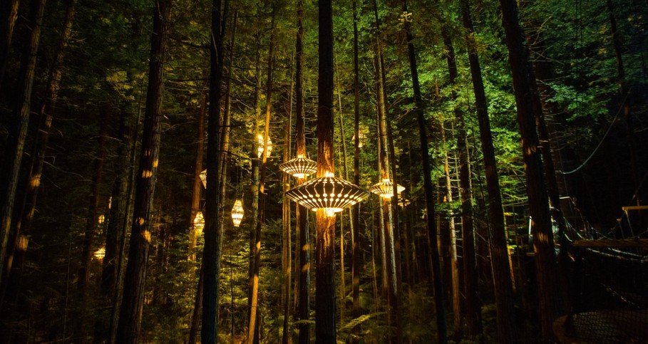 Redwoods Treewalk Evening, Rotorua