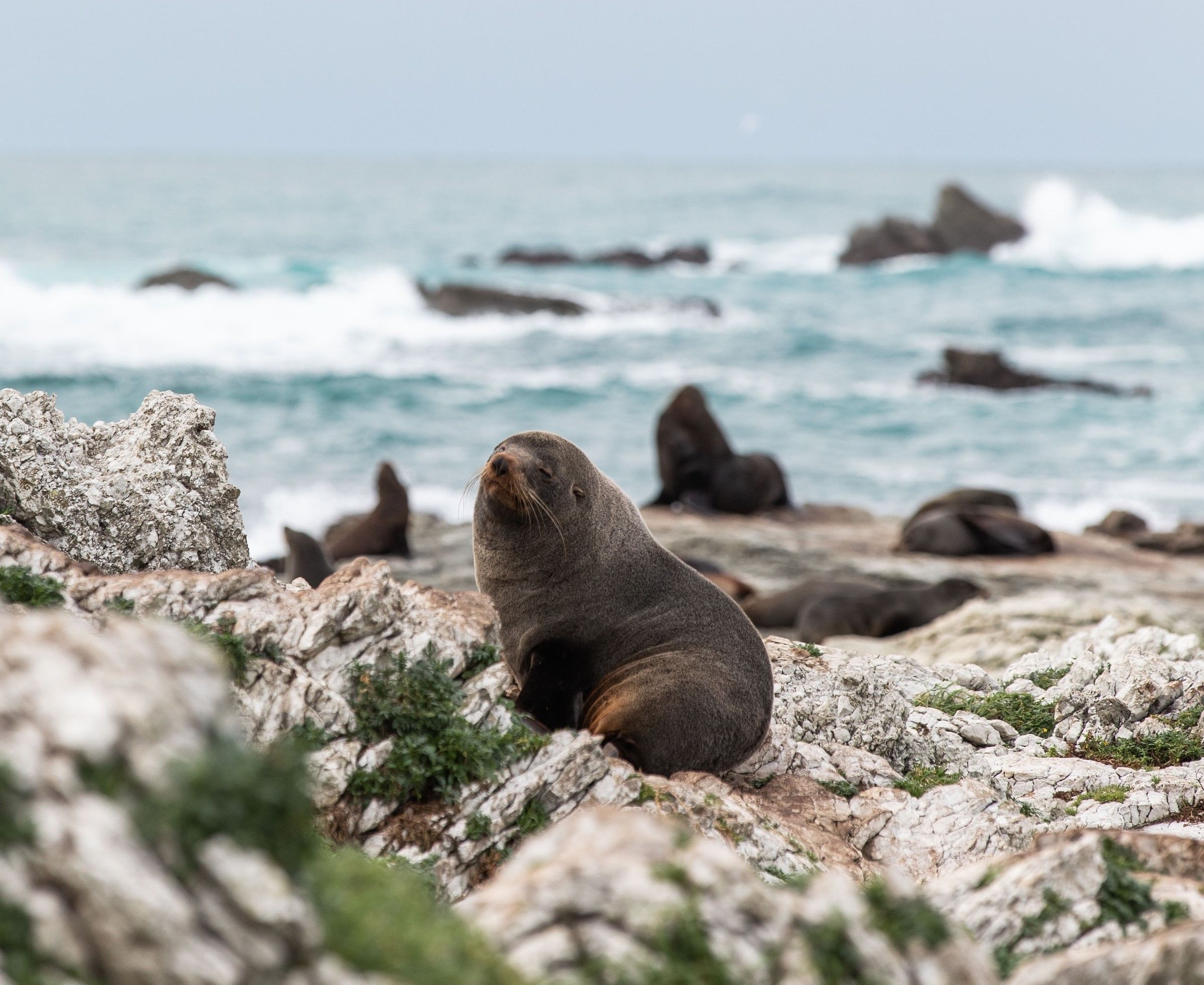 Point Kean Seal Colony Kaikoura