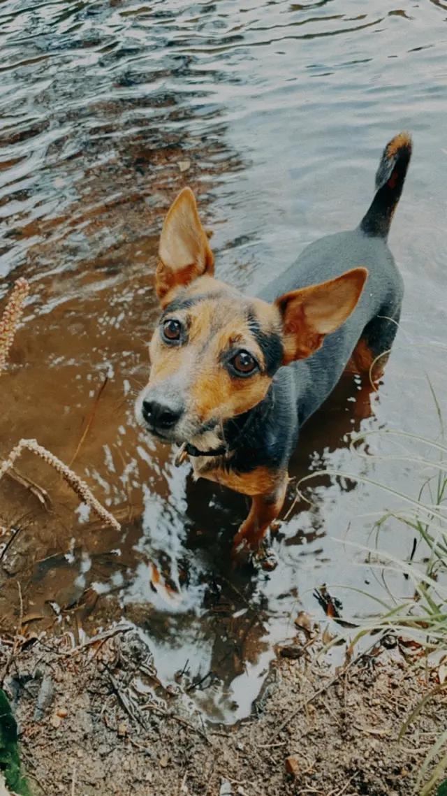 A small tan and black dog standing in a river, looking up at the camera